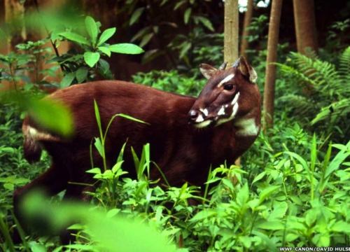 Câu chuyện về chàng trai tâm huyết bảo tồn loài Sao la. (13/7/2016)